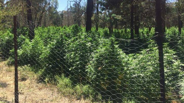 Police arrested three men over the cannabis crop at Colinroobie. Photo: NSW Police