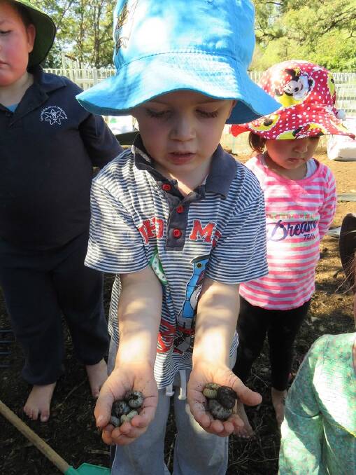 Asher, Hayden and Mahkeely found grubs in the garden as they prepared the preschool’s veggie patch