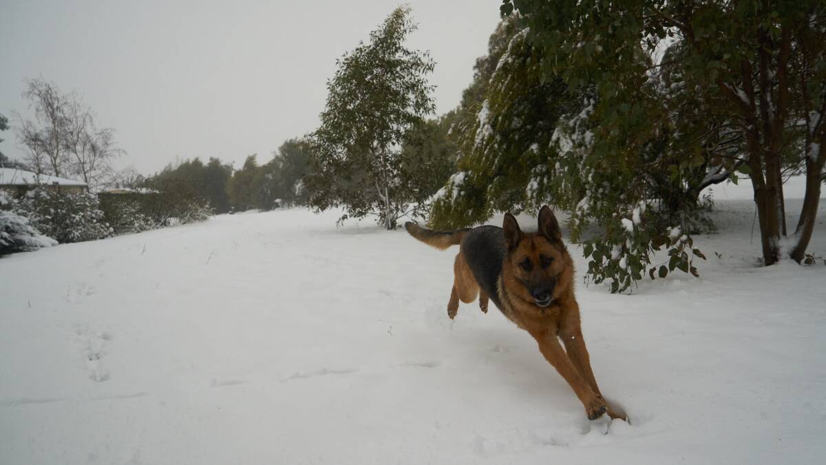 Send us your photos of your pets playing in the week's snow