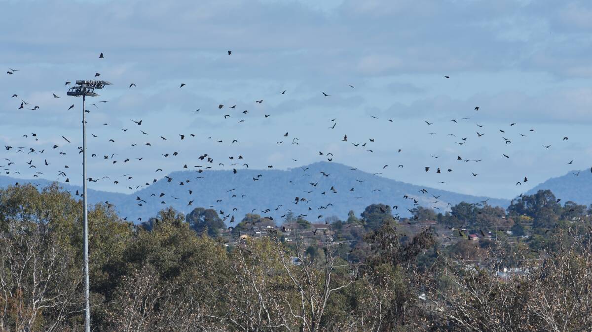 A flying fox colony set up home on Tamworth's river bank in 2015, but has since moved on.