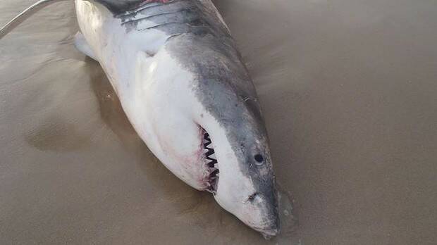 The death of the great white shark near Geraldton is being investigated by the Department of Fisheries.