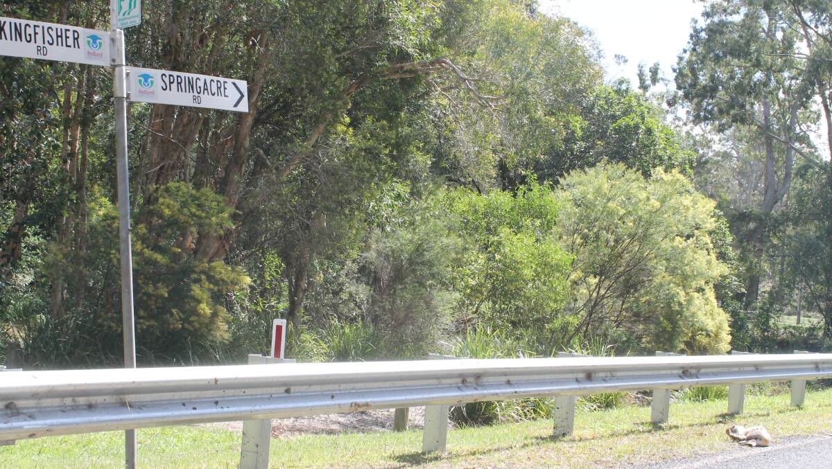 The mature male koala died after being hit by a car on this section of Springacre Road near where Eprapah Creek runs across the road. PHOTO: Judith Kerr 