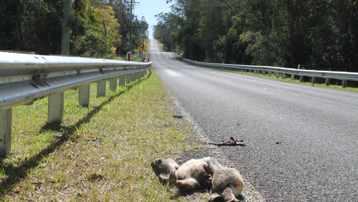 The mature male koala died after being hit by a car on this section of Springacre Road near where Eprapah Creek runs across the road. PHOTO: Judith Kerr 