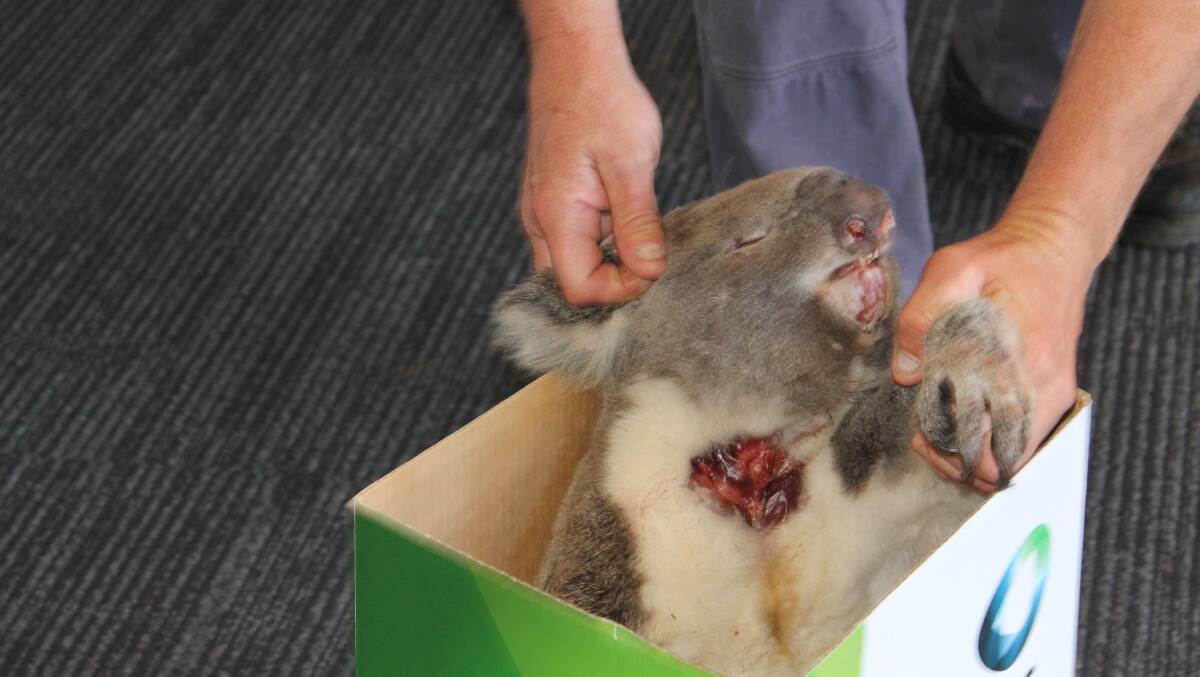 The mature male koala died after being hit by a car.  PHOTO: Judith Kerr 