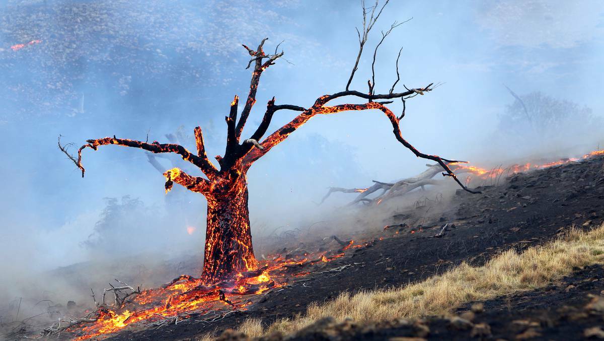 A tree burns in a fire at Leneva. Picture: Kylie Esler, Border Mail.