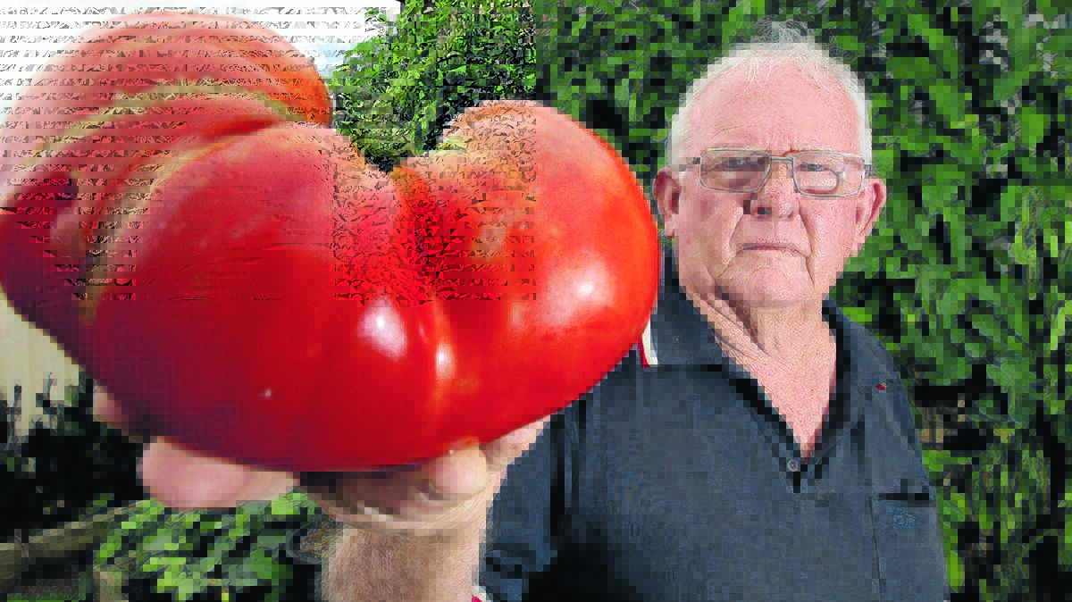 WHAT A BEAUTY: Armidale green-thumb Peter Love with a hulking 1kg-plus tomato. Photo: Matt Bedford