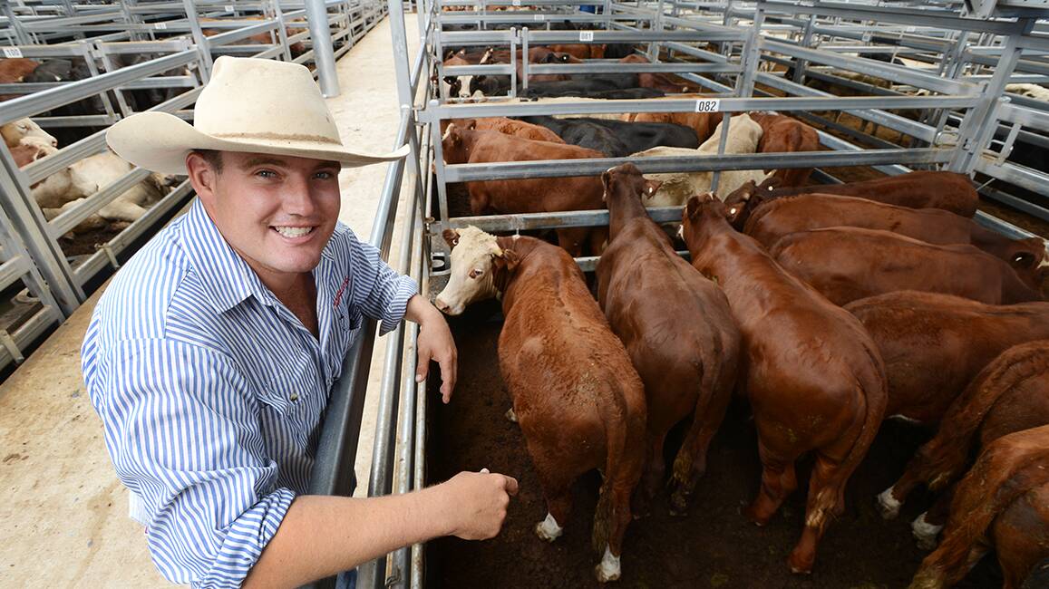 FUNDRAISER FOR HELICOPTER HAS LEGS: Ben Goodman, from the Tamworth office of Ian Morgan Livestock Quirindi, helped sell the first calf yesterday. The sale proper kicks off at 11am on Friday. Photo: Barry Smith 240214BSB01
