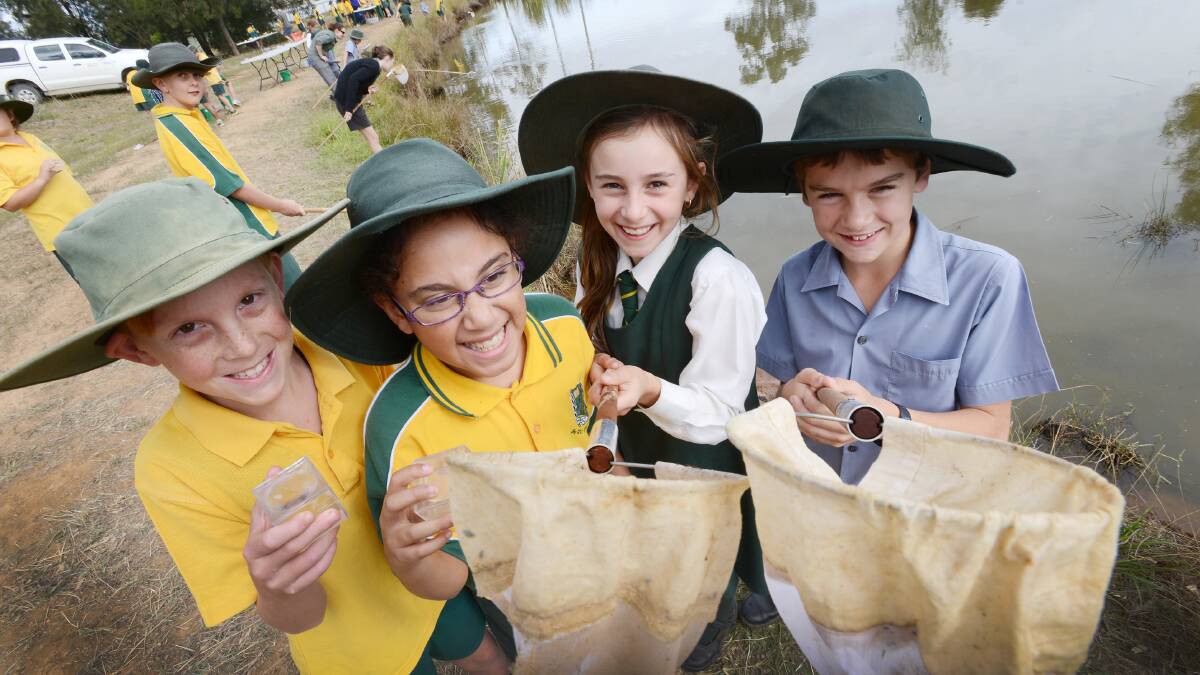 BUG STUDY: Tamworth South Public School students Izaiah 
Handsaker, Kayla Bailey, Demi Chesterfield and Flynn Peddell are keen to find out what bugs they’ve trapped in their nets. 
Photos: Barry Smith 280514BSC02