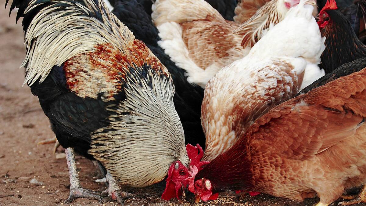10 days for legal challenge over Manilla broiler farm