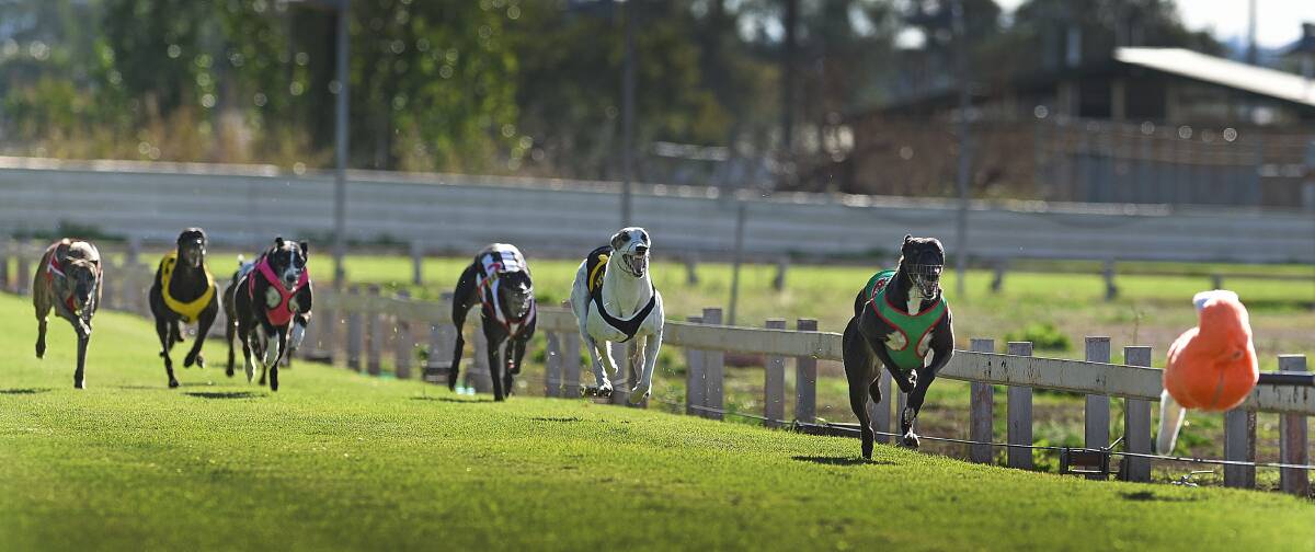 Falzoni streaks away to win the opening heat of the Tamworth Cup last week. The final will be held today as part of a big day of racing at the Tamworth  track. 
Photo: Gareth Gardner 250415GGC01