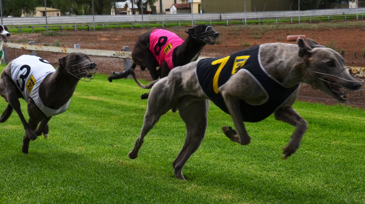Mulwee Jest (7) , Booboo Maree (3)  and Tongue Twister (8) chase Fishaholic (not in picture) home last week in Tamworth. Fishaholic will race in the 
Armidale to Grafton heats today while Tongue Twister will contest the Merry Xmas Stakes in Armidale. Photo: Chris Bath 061214CBA02