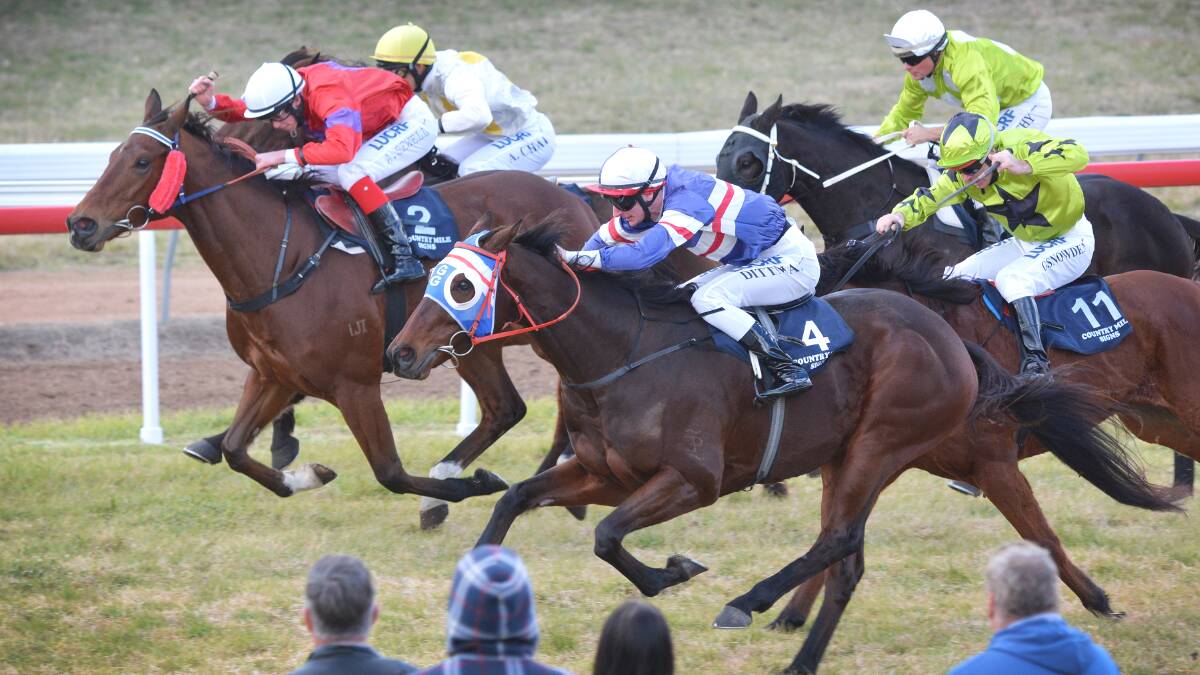 Luke Dittman and Ima Secret flash home down the centre of the track to win yesterday’s John ‘Mouse’ Sinclair tribute race at Quirindi. Photos: Barry Smith. 300614BSD02