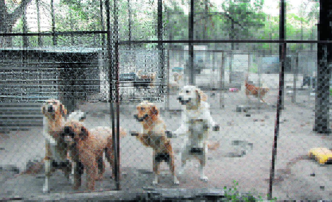 IN THE DOGHOUSE: A photo taken by animal activisits inside one of the district’s puppy farms this week. The activists claim dogs are being kept in ‘appalling conditions’.