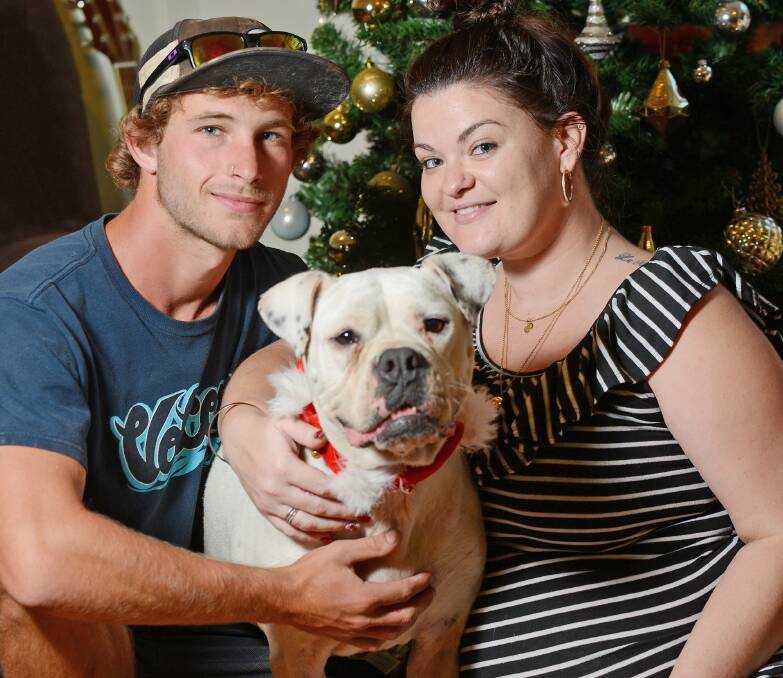 DOGGy DELIGHT: West Tamworth couple Sean Brown and Amanda Willcox, with American bulldog Bronte. Sixteen months after disappearing, the couple has been reunited with Bronte, just in time for Christmas. Photo: Barry Smith 151214BSE04