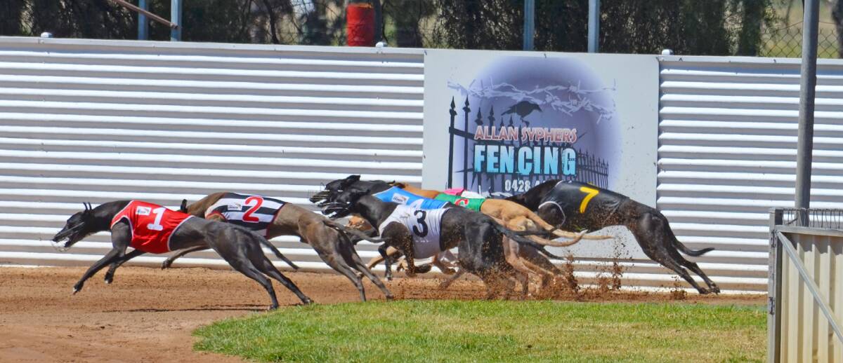 Bindigo Ladd jumped first from the inside box and never gave the lead up in his first attempt at the longer 440m at Gunnedah last week. Photo: Chris Bath 170115CBA03