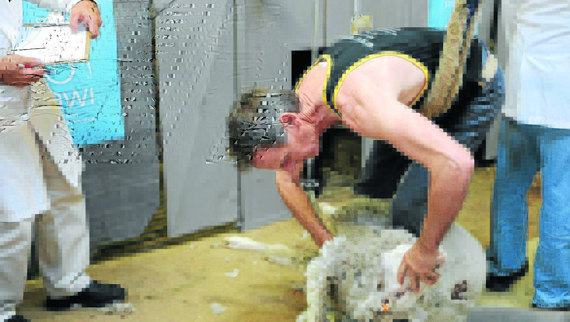 CUT ABOVE: Alastair McRobert from Cobar competing in the under-60s invitational shearing competition. Photo: Bec Belt