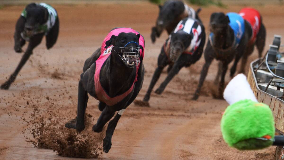Cabochon leads the pack to the post in his first attempt at the 512m in Gunnedah for far north Queensland trainer Robert Johnston. Photo: Chris Bath 1001115CBA07
