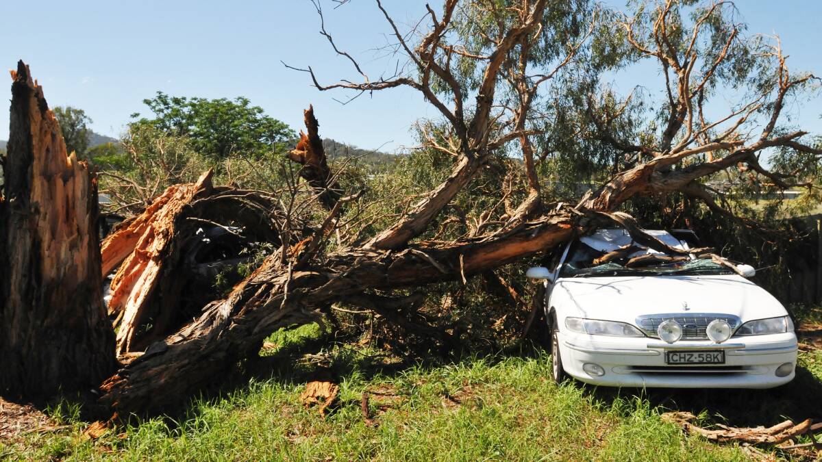 CRUSHED: This tree next door to the Moonbi Service Station was destroyed by a lightning bolt, taking out a number of cars underneath it. 170314GOD03 