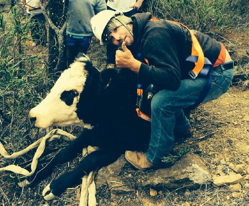 LIVE-SAVER: Tamworth man Ben Scheithe releases the cow, stuck down an abandoned mine shaft at Attunga for almost a week, from its harness.
