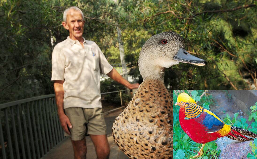 MISSING: John McDarmont and Willy the duck are appealing for help to locate a Golden Pheasant stolen from Marsupial Park earlier this week.  Photo: Gareth Gardner 010414GGB03 INSET -  A Golden Pheasnat like the one mising from Marsupial park.