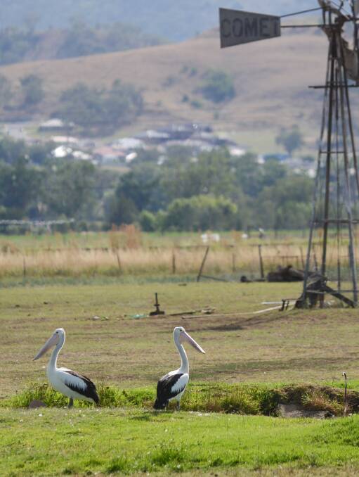 BAFFLING: Sightings of pelicans at Westdale’s flood plain have left bird watchers scratching their heads. Photo: Barry Smith 050314BSA03