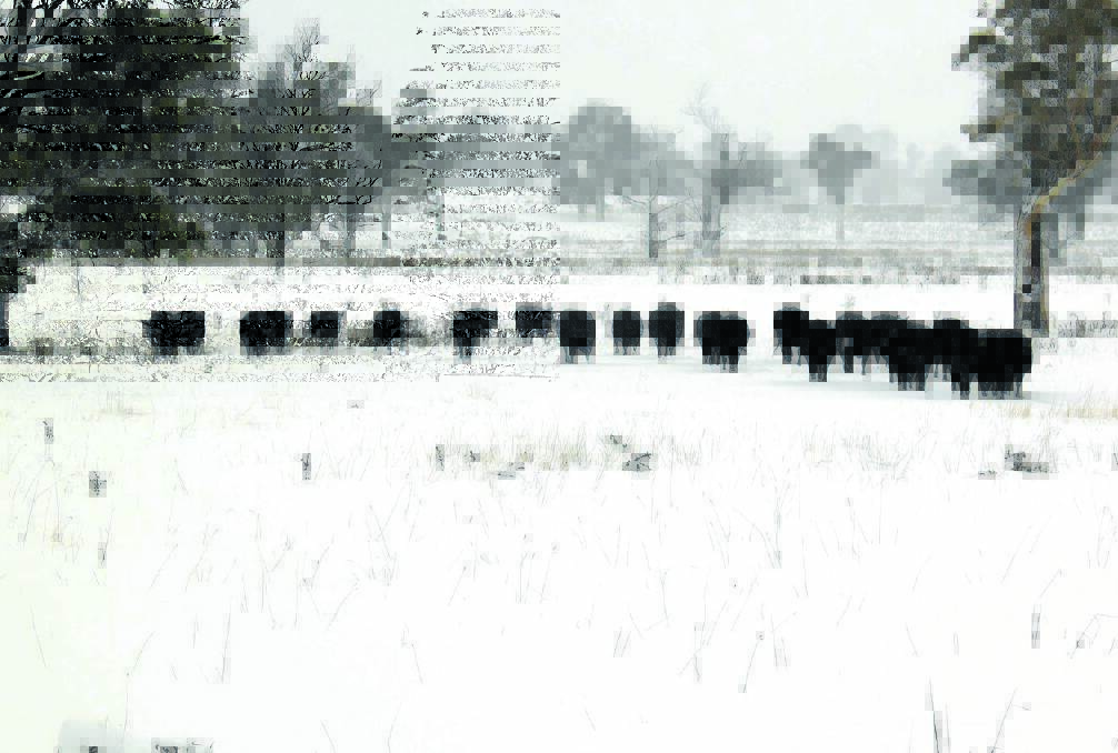 IN THE COLD: More snow is on the way and graziers are warned it could be dangerous for stock. This photo shows cattle in Walcha earlier this week. Photo: Susie Crawford