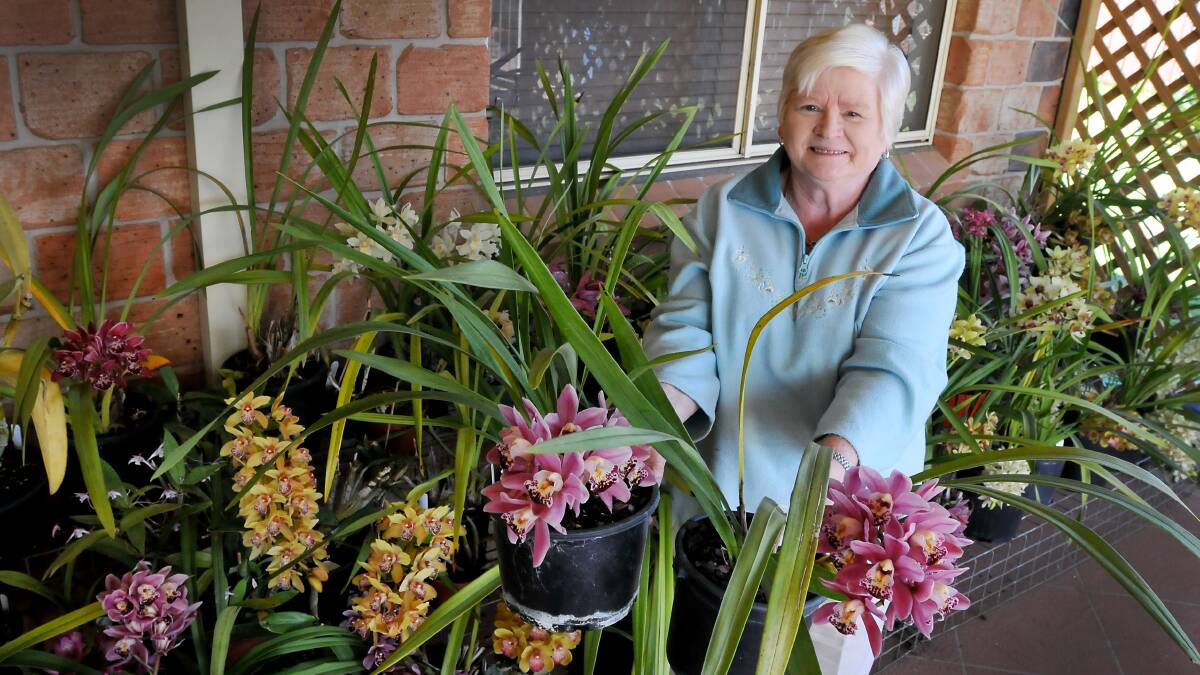 ORCHID TALK: Cheryl Harris is preparing for another orchid show in Tamworth next week.  Photo: Gareth Gardner 030914GGC01