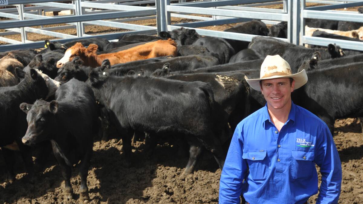 RED HOT SALE: Tamworth Regional Livestock Exchange acting manager Dan Greenwood said he was expecting the quality of weaners on sale to surpass the stock sold at the store cattle sale on March 21. Photo: Geoff O'Neill 310314GOB02
