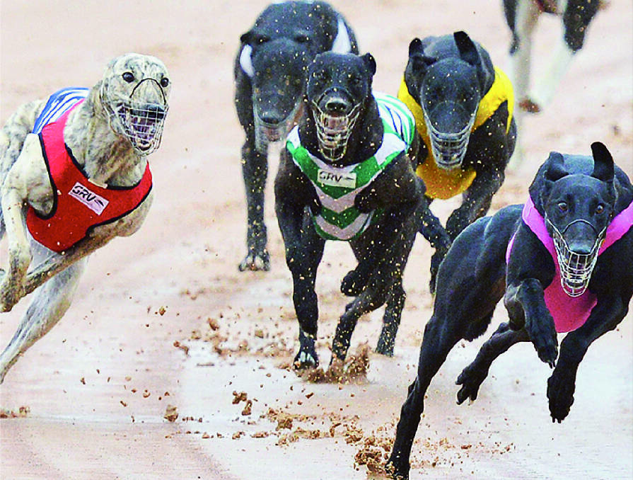 Doggies drama - Tamworth trainers face animal cruelty charges