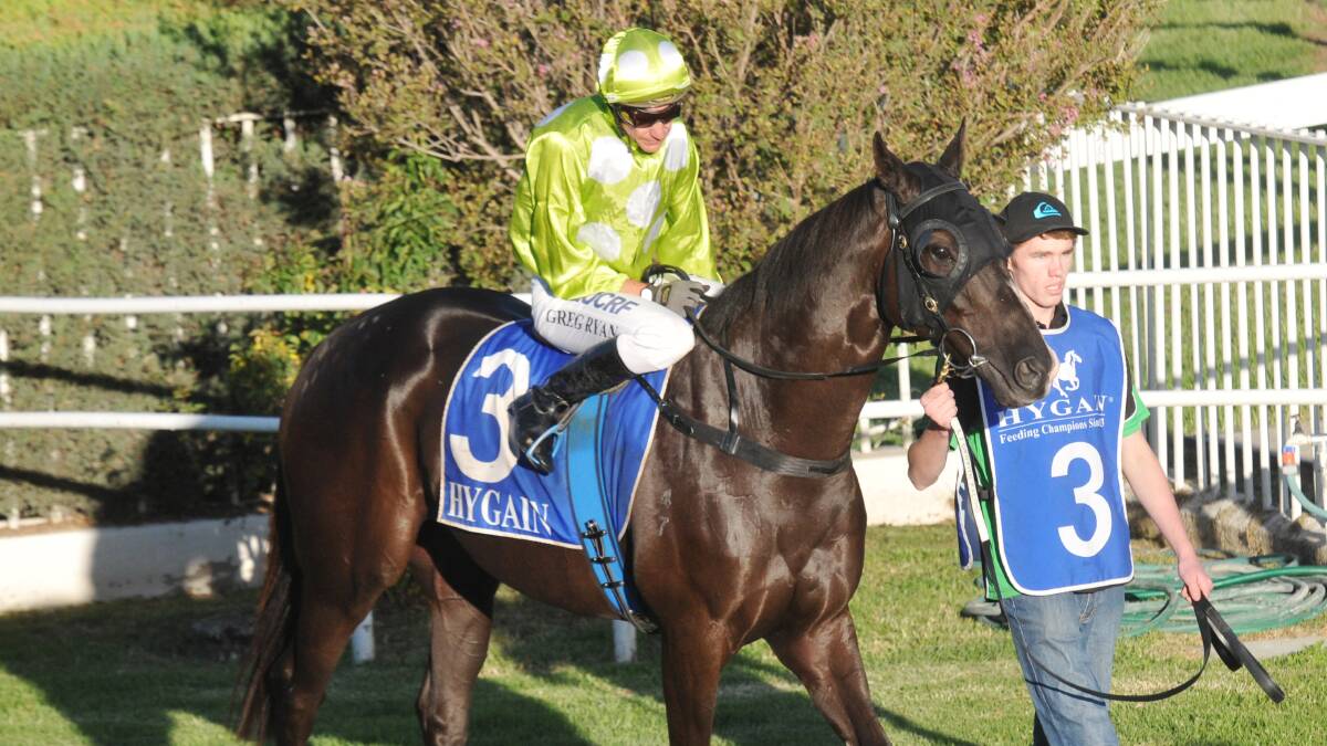 Tamworth Cup hopeful Double Halo and his  jockey Greg Ryan parade before 
finishing fourth in last week's cup 
prelude. Photo: 
Geoff O'Neill 150414GOE03