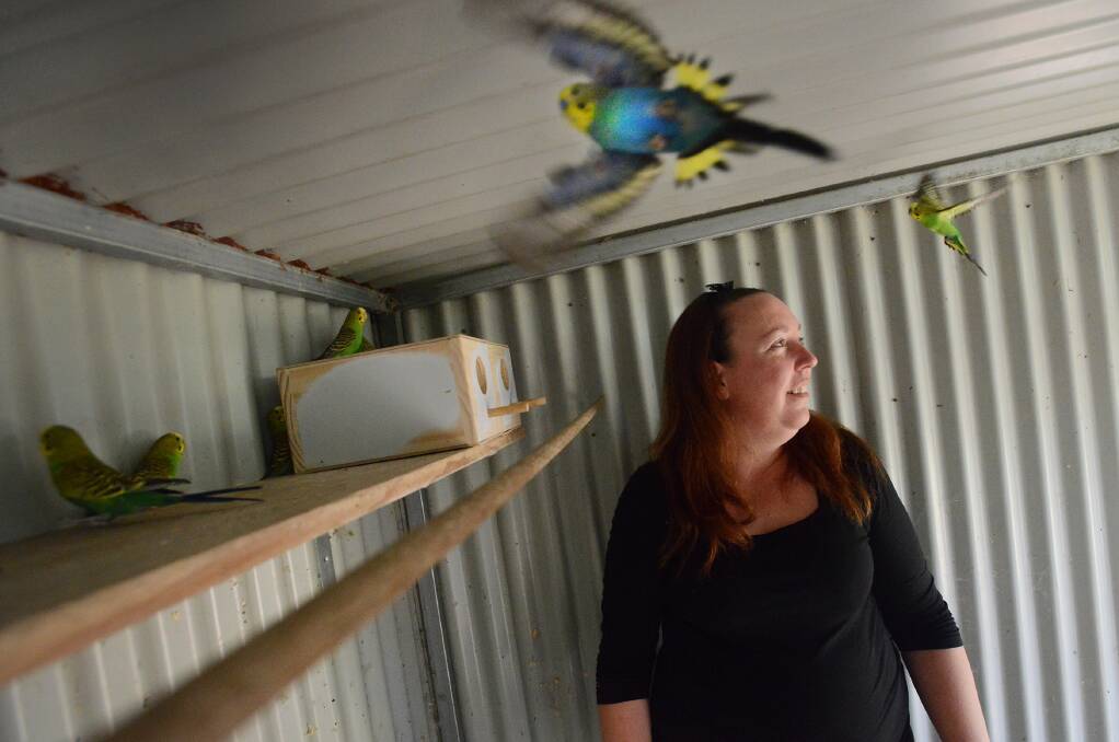 GONE TO THE BIRDS: Karen Verwey and her family bought more than 40 birds when they purchased their Kingswood home last year. Photo: Gareth Gardner 161014GGA02