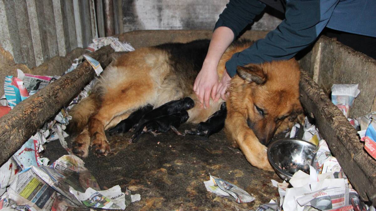 A photo showing the kind of conditions breeding bitches and litters and kept in on puppy farms.