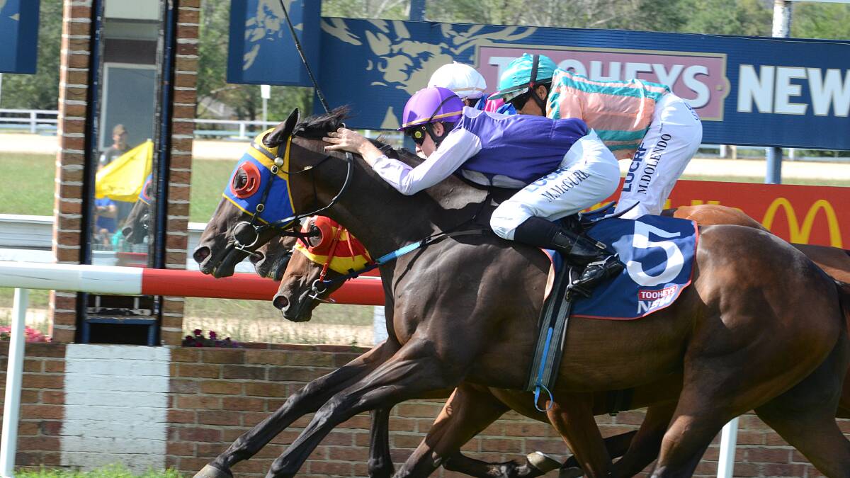 Kwilas Law has a narrow win in the Armidale Cup Prelude. Picture courtesy of pixonline.com.au