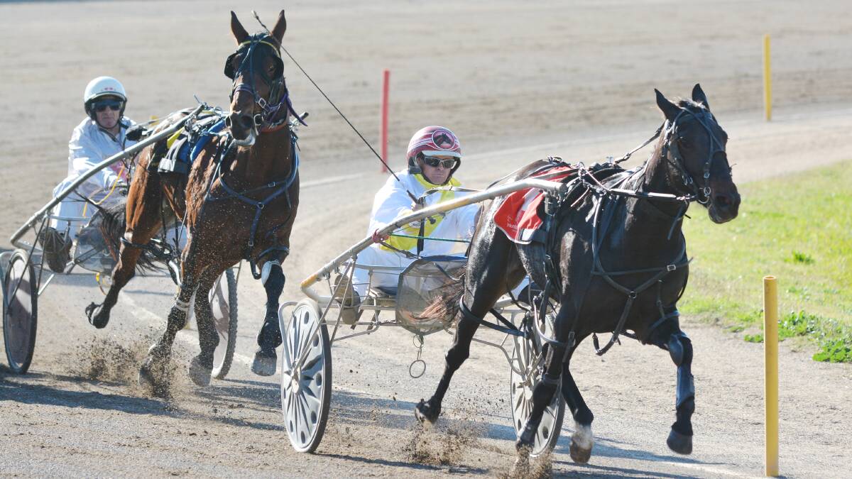 Dean Chapple and little Gena's Delight surge to victory at Tamworth Paceway on Thursday. Photo: Barry Smith 220514BSC08