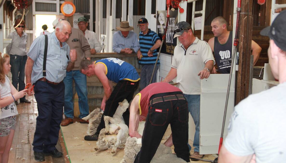 People shear sheep at the DAG Sheep Station last year.
