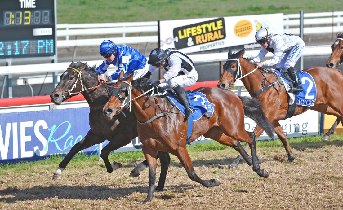 Tatoosh, with Glenn Lynch (blue colours) on board, holds off a fast-finishing Moment of Music flashing home down the outside to win the first at Tamworth yesterday. Photo: Barry Smith 030715BSC03