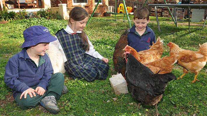 ALL IT'S CRACKED UP TO BE: Tom ,5, Annablle ,9, and Angus Sadleir ,5, love their backyard chooks. Photo: Geoff O'Neill 030914GOE01
