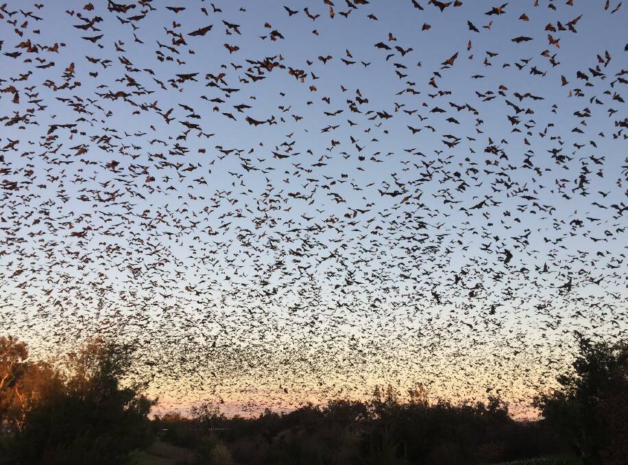 BLACKING OUT THE SKY: Tamworth man Axel Mcinerney snapped this picture last night – he was walking along the Bicentennial Park footbridge with his partner when the loud whirr of a helicopter stirred the bats into flight. Photo: Axel Mcinerney