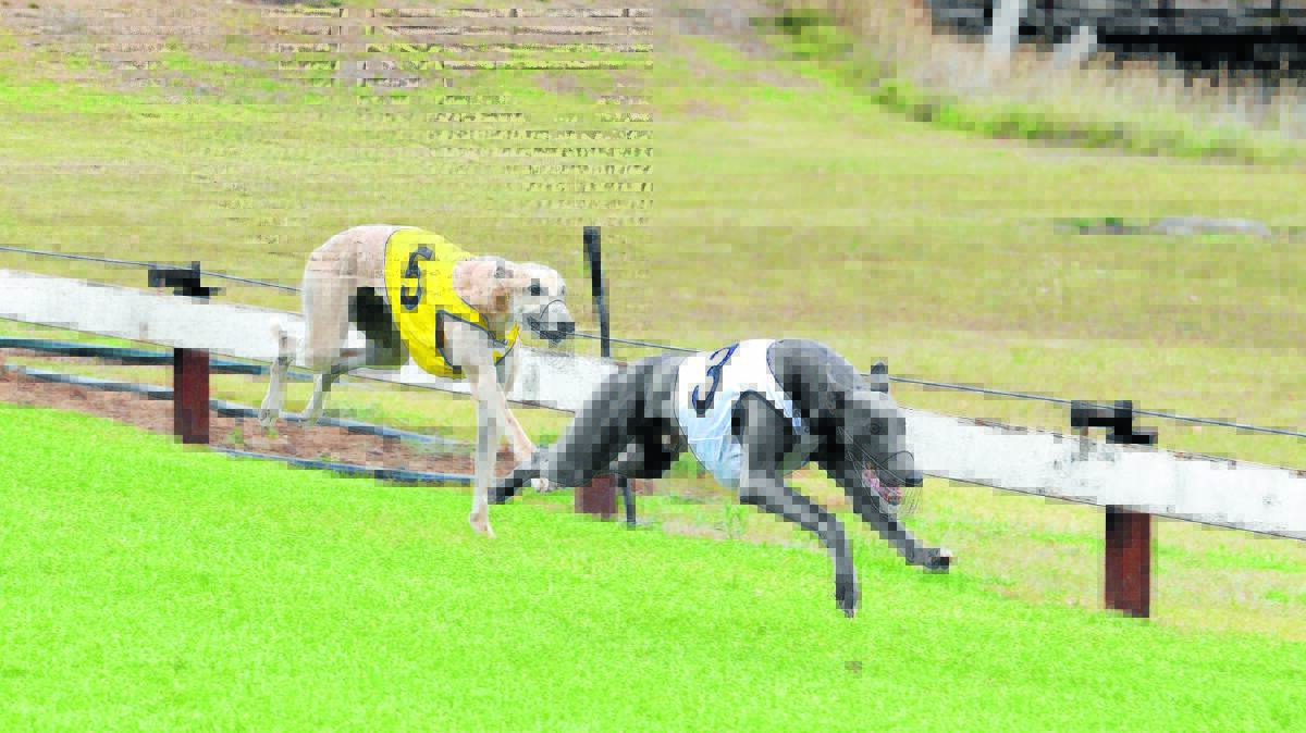 Yo Cool Maxie surges to victory in Saturday's Armidale Sprinters Cup for his Moonbi trainer Barry Evans.