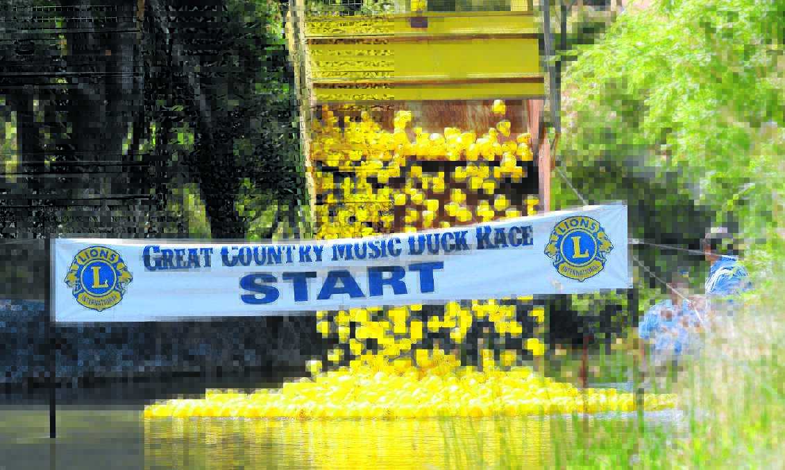 IF IT FLOATS LIKE A DUCK... A total of 1500 public ducks will be on sale outside Target from January 5. For corporate ducks, an entry form is now being published in The Leader. Photo: Barry Smith 250114BSD20