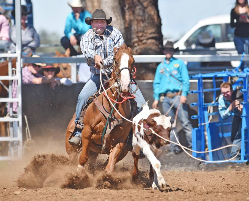 Carl Baker ropes in the Attunga Down Under Rodeo rope & tie last Saturday.  Photo: Barry Smith 110415BSB032