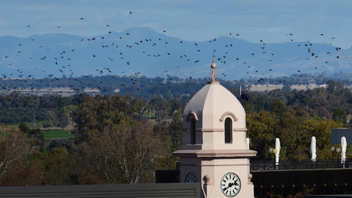 ON THE WING: Bats flock above Tamworth’s CBD after setting up a new colony in Bicentennial Park. Photo: Gareth Gardner 030715GGC02