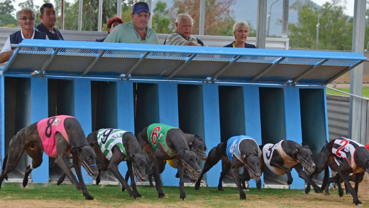 Cabachon (8) jumps first on the outside to lead the 512m race all the way last week and will jump from box seven this weekend when he returns to the Gunnedah track for the  Ladbrokes Stakes. Photo: Chris Bath 1001115CBA05