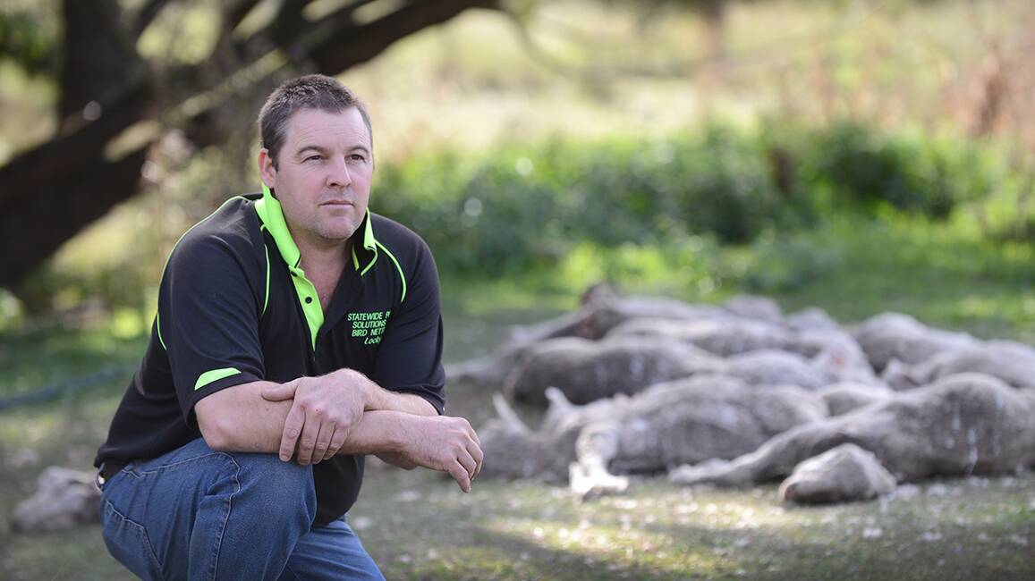DOG DAYS: Currabubula farmer Lachlan Bruyn believes domestic dogs are responsible for the massacre of 40 of his lambs in recent weeks. Photo: Barry Smith 060514BSD02