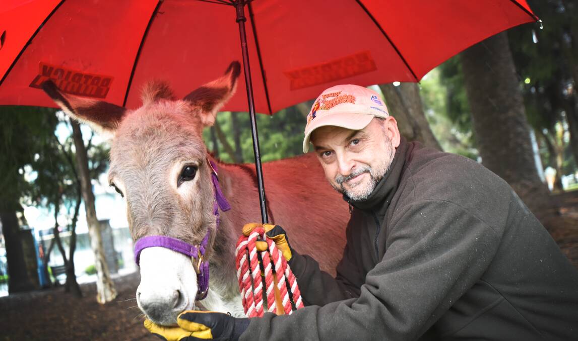 HEE HAW DOWNPOUR: Matilda the donkey, with handler Gary Cowan, keeping out of Tamworth’s rain under an umbrella,, as she toured the region pushing for better protection for koalas at the weekend. Photo: Geoff O’Neill 190616GOE01