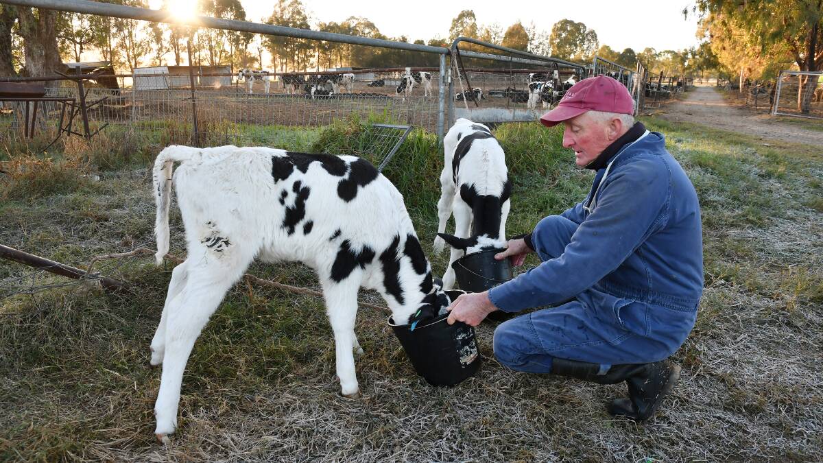 NOT AS BAD: Tamworth dairy farmer Terry Tout says the situation local dairy farmers are in is not as bad as his counterparts down south. Photos: Barry Smith 250516BSB01