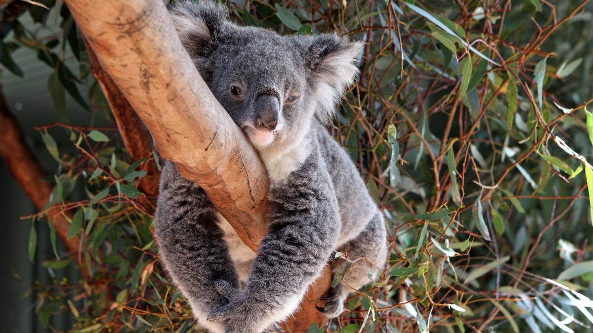 TESTING TIMES: Koalas face an uncertain future in the New England North West, a new report has found. 
