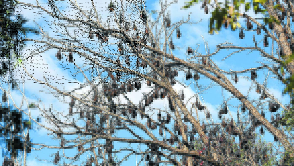 FUNDING BOOST: Flying foxes on Tamworth’s King George V Ave last year. Photo: Gareth Gardner 120515GGD03