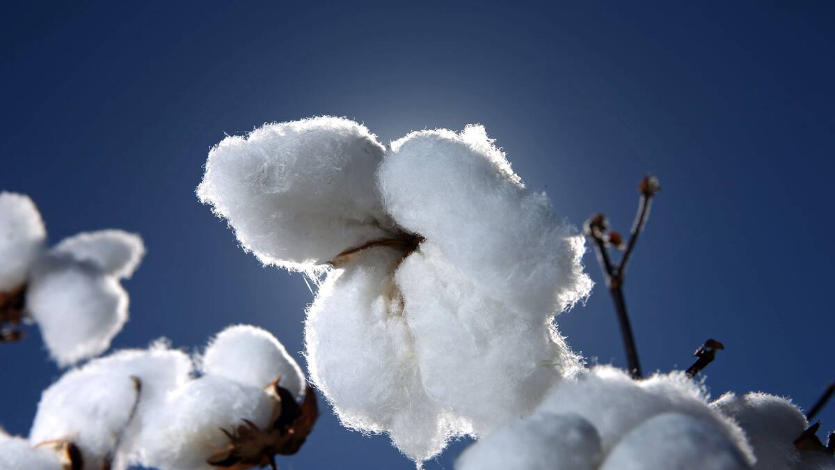 Narrabri tour focuses on cotton  