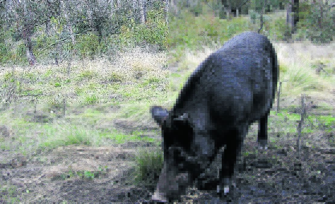FUNDING PLEDGE: Feral pigs are in the sights of the Coalition’s agriculture policy, announced by New England MP Barnaby Joyce yesterday. Photo: Fairfax